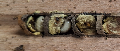 mason bee nest